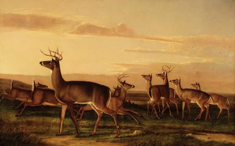 John James Audubon Startled Deer A Prairie Scene oil painting image